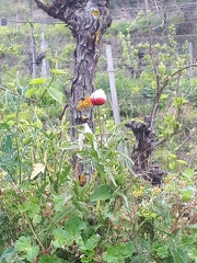 IMG-20220510-WA0019